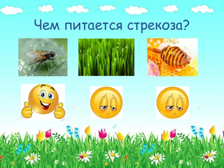 Чем питается стрекоза?