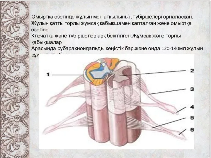 Омыртқа өзегінде жұлын мен атқылының түбіршелері орналасқан. Жұлын қатты торлы жұмсақ қабықшамен