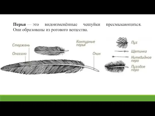 Перья — это видоизменённые чешуйки пресмыкающихся. Они образованы из рогового вещества.