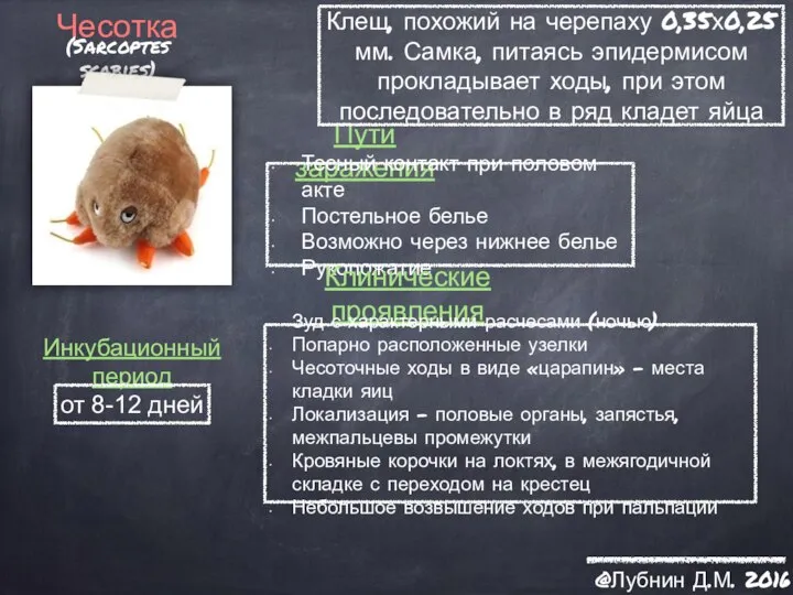 Чесотка (Sarcoptes scabies) Пути заражения Инкубационный период Клинические проявления @Лубнин Д.М. 2016