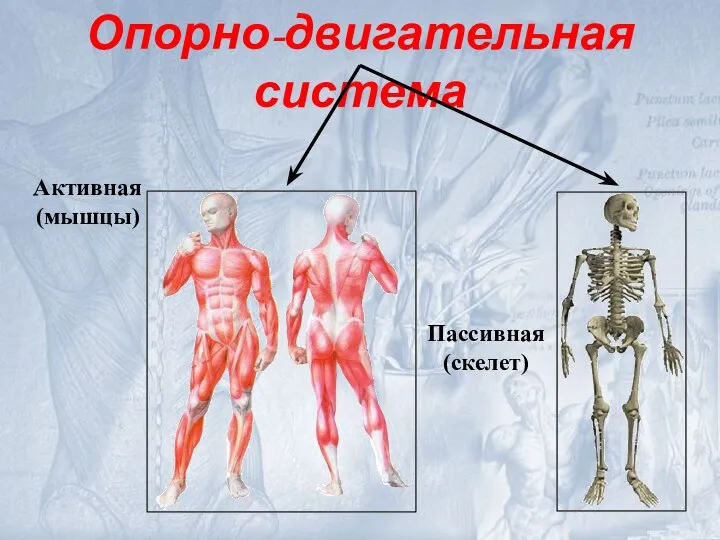 Опорно-двигательная система Активная (мышцы) Пассивная (скелет)
