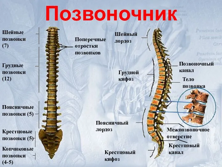 Шейные позвонки (7) Грудные позвонки (12) Поясничные позвонки (5) Крестцовые позвонки (5)