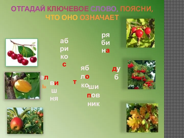 ОТГАДАЙ КЛЮЧЕВОЕ СЛОВО, ПОЯСНИ, ЧТО ОНО ОЗНАЧАЕТ ель вишня абрикос яблоко шиповник рябина дуб т