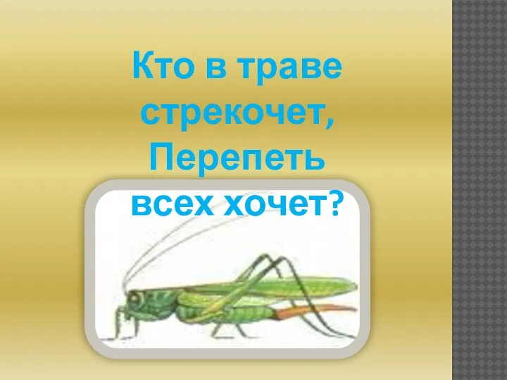 Кто в траве стрекочет, Перепеть всех хочет?