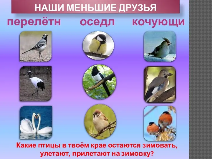 НАШИ МЕНЬШИЕ ДРУЗЬЯ перелётные оседлые кочующие Какие птицы в твоём крае остаются