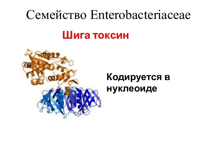 Семейство Enterobacteriaceae Шига токсин Кодируется в нуклеоиде