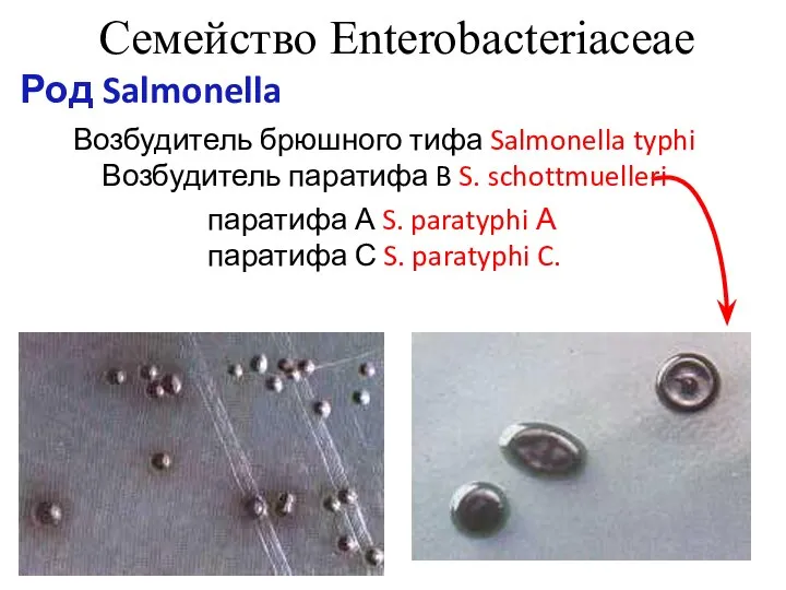 Семейство Enterobacteriaceae Род Salmonella Возбудитель брюшного тифа Salmonella typhi Возбудитель паратифа B