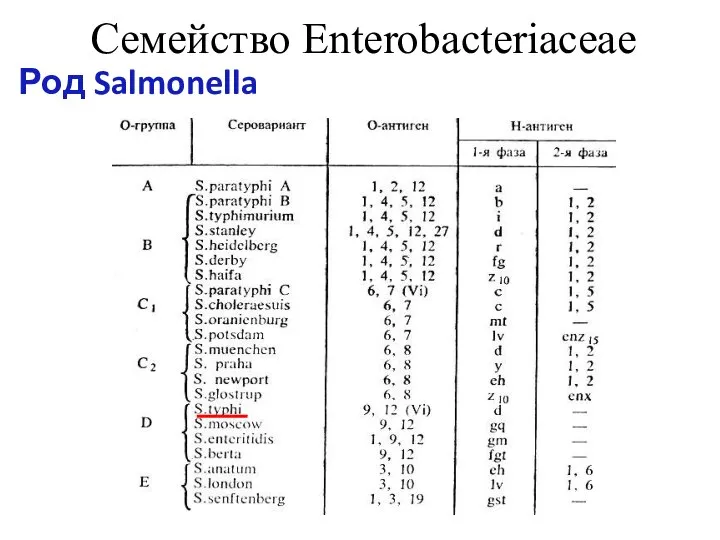 Семейство Enterobacteriaceae Род Salmonella