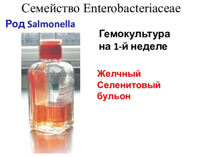 Семейство Enterobacteriaceae Род Salmonella Желчный Селенитовый бульон Гемокультура на 1-й неделе