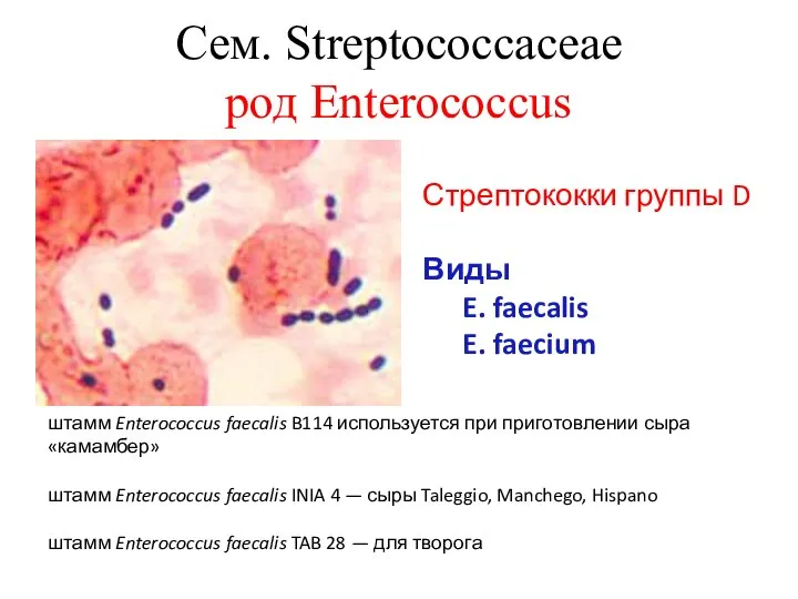 Сем. Streptococcaceae род Enterococcus Стрептококки группы D Виды E. faecalis E. faecium
