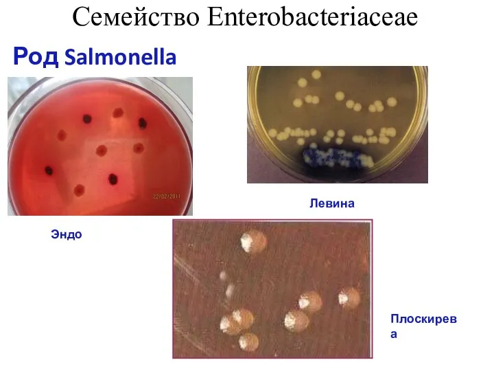 Семейство Enterobacteriaceae Род Salmonella Эндо Левина Плоскирева