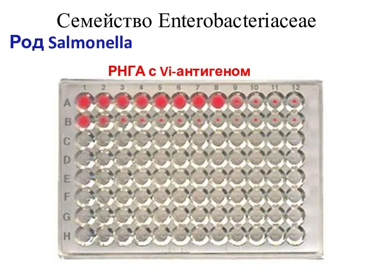 Семейство Enterobacteriaceae Род Salmonella РНГА с Vi-антигеном