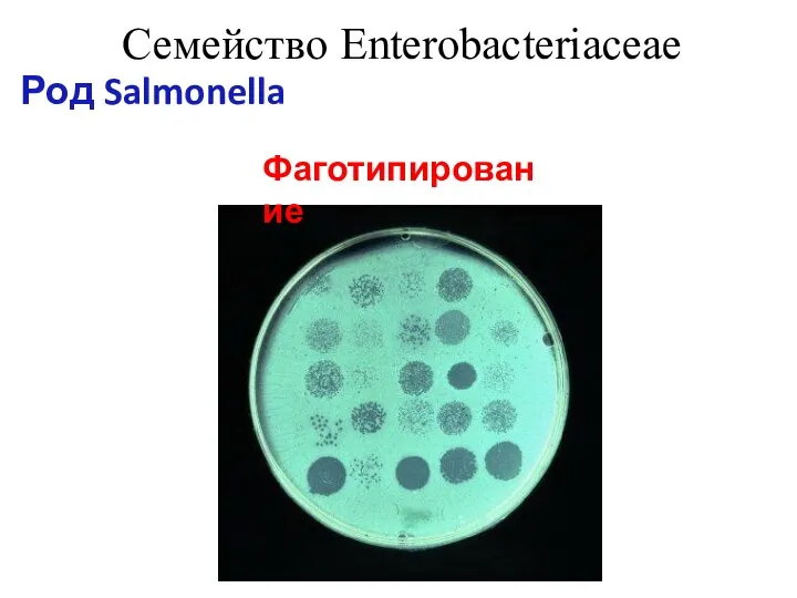 Семейство Enterobacteriaceae Род Salmonella Фаготипирование