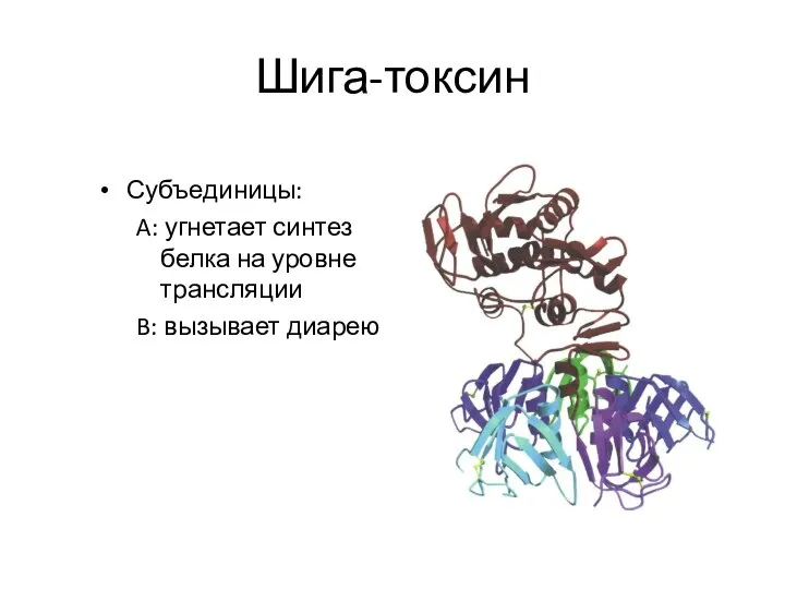 Шига-токсин Субъединицы: A: угнетает синтез белка на уровне трансляции B: вызывает диарею