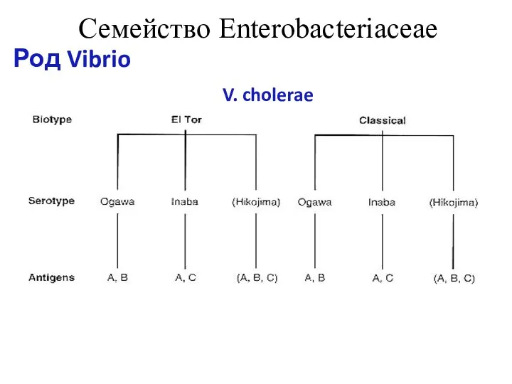 Семейство Enterobacteriaceae Род Vibrio V. cholerae