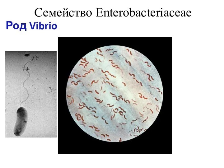 Семейство Enterobacteriaceae Род Vibrio