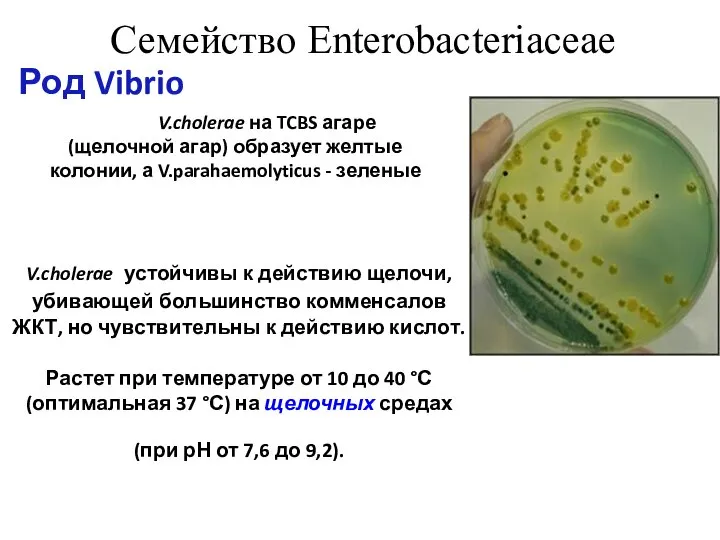 V.cholerae устойчивы к действию щелочи, убивающей большинство комменсалов ЖКТ, но чувствительны к