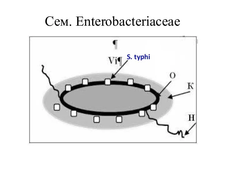 Сем. Enterobacteriaceae S. typhi