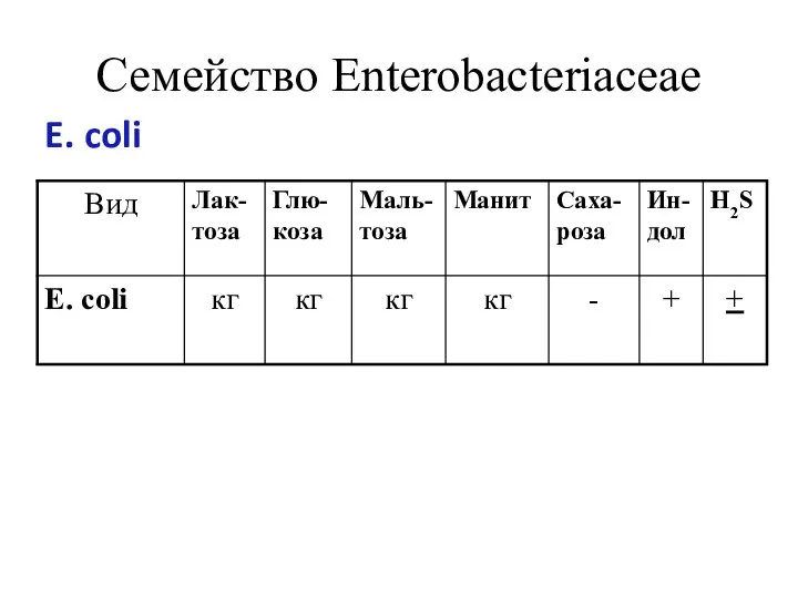 Семейство Enterobacteriaceae E. coli