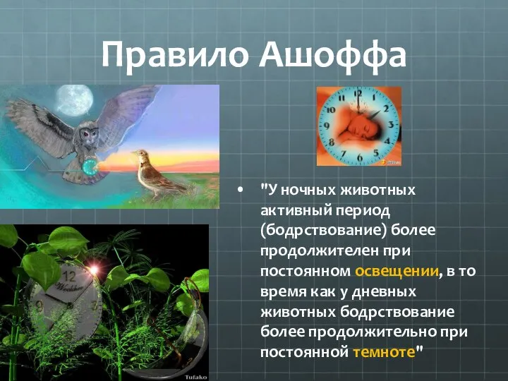 Правило Ашоффа "У ночных животных активный период (бодрствование) более продолжителен при постоянном