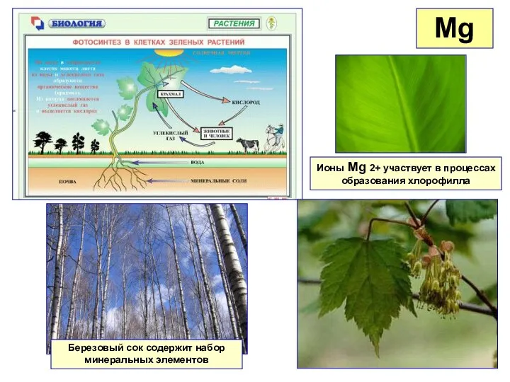 Mg Ионы Mg 2+ участвует в процессах образования хлорофилла Березовый сок содержит набор минеральных элементов