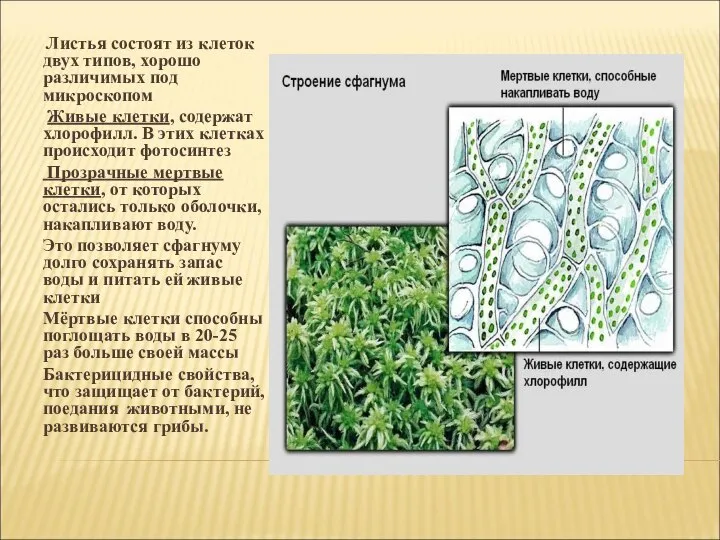 Листья состоят из клеток двух типов, хорошо различимых под микроскопом Живые клетки,