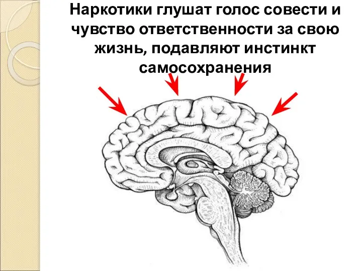 Наркотики глушат голос совести и чувство ответственности за свою жизнь, подавляют инстинкт самосохранения