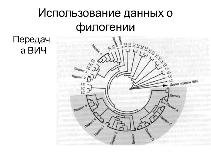 Использование данных о филогении Передача ВИЧ