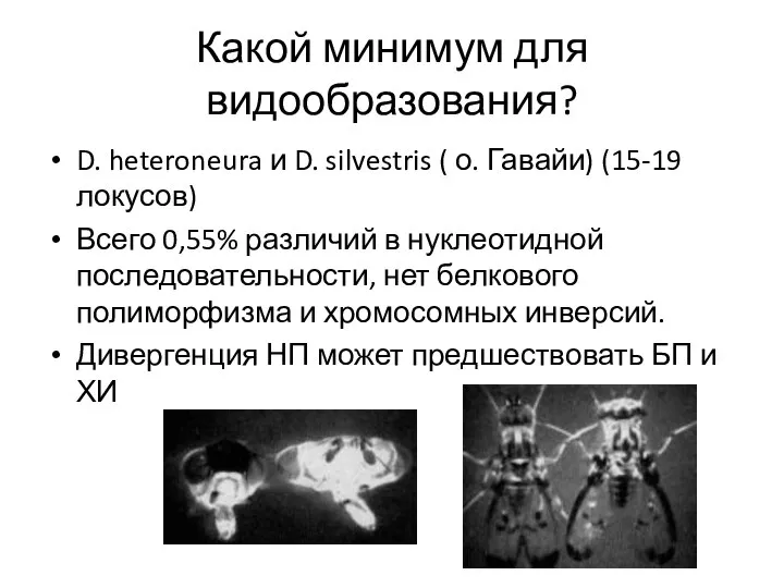 Какой минимум для видообразования? D. heteroneura и D. silvestris ( о. Гавайи)