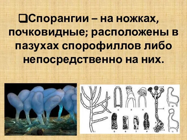 Спорангии – на ножках, почковидные; расположены в пазухах спорофиллов либо непосредственно на них.