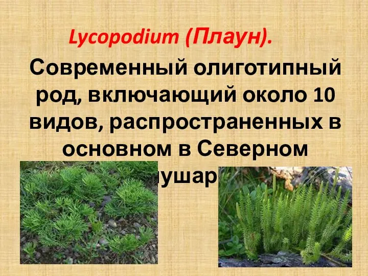 Lycopodium (Плаун). Современный олиготипный род, включающий около 10 видов, распространенных в основном в Северном полушарии.