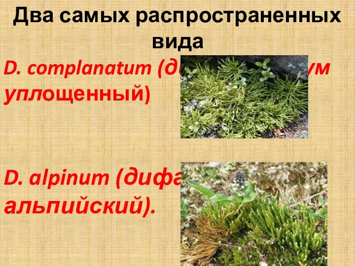 Два самых распространенных вида D. complanatum (дифазиаструм уплощенный) D. alpinum (дифазиаструм альпийский).