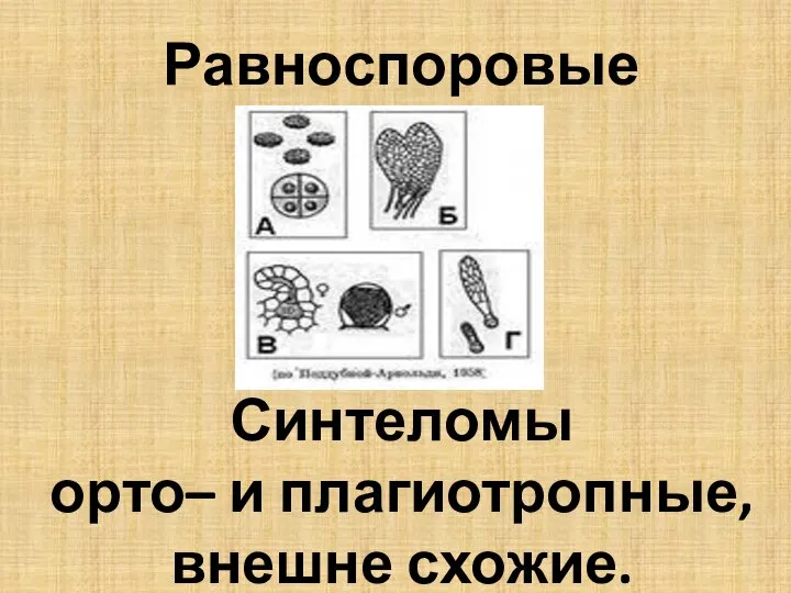 Равноспоровые Синтеломы орто– и плагиотропные, внешне схожие.