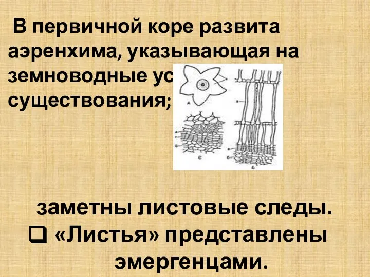 В первичной коре развита аэренхима, указывающая на земноводные условия существования; заметны листовые следы. «Листья» представлены эмергенцами.