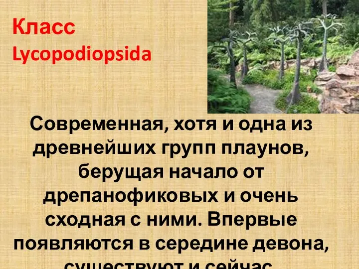 Класс Lycopodiopsida Современная, хотя и одна из древнейших групп плаунов, берущая начало