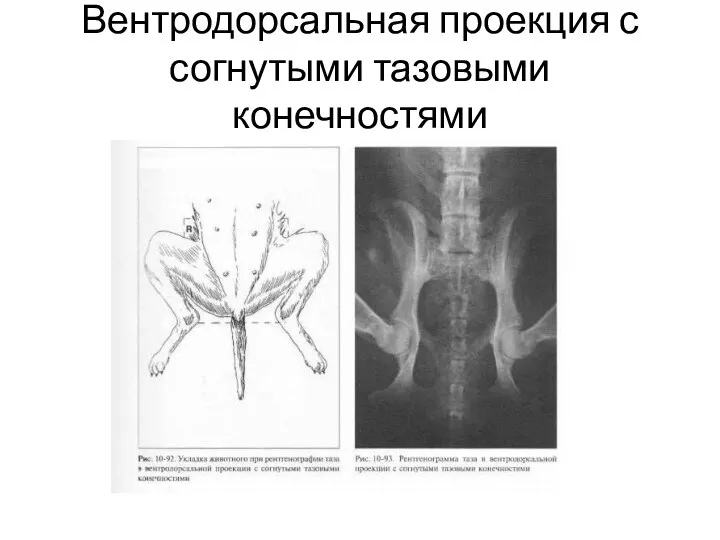 Вентродорсальная проекция с согнутыми тазовыми конечностями