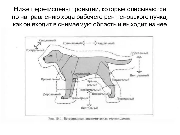 Ниже перечислены проекции, которые описываются по направлению хода рабочего рентгеновского пучка, как