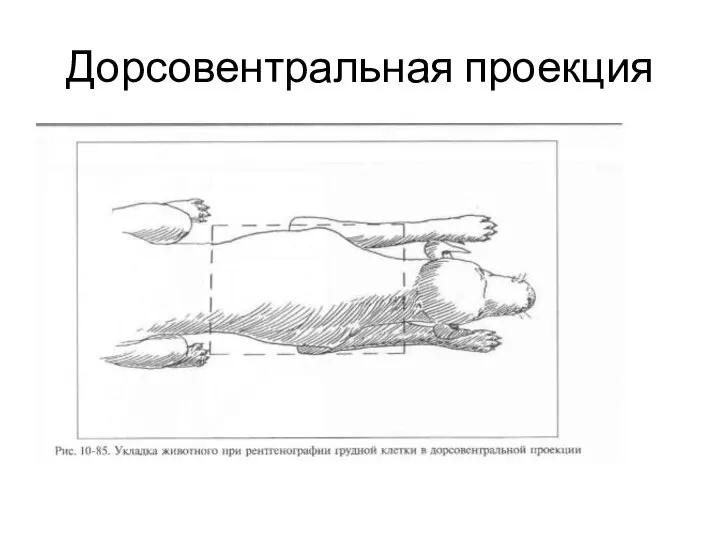 Дорсовентральная проекция