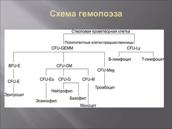 Схема гемопоэза