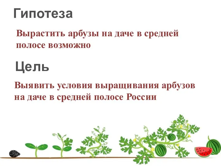 Вырастить арбузы на даче в средней полосе возможно Гипотеза Цель Выявить условия