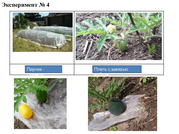 Эксперимент № 4 Парник - туннель Плеть с завязью арбуза