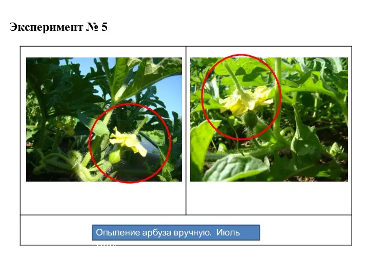 Эксперимент № 5 Опыление арбуза вручную. Июль 2018г.
