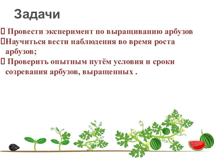 Провести эксперимент по выращиванию арбузов Научиться вести наблюдения во время роста арбузов;