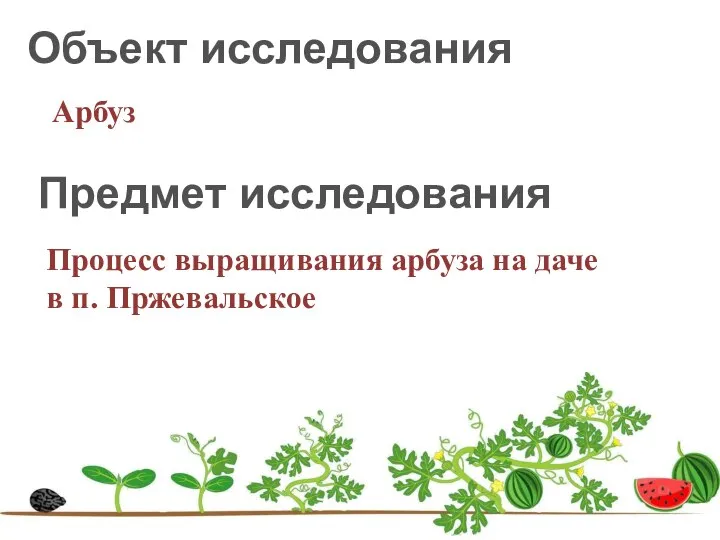 Процесс выращивания арбуза на даче в п. Пржевальское Предмет исследования Объект исследования Арбуз