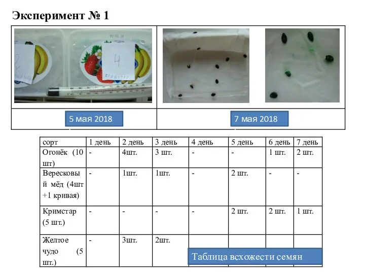 Эксперимент № 1 Таблица всхожести семян 5 мая 2018 г. 7 мая 2018 г.
