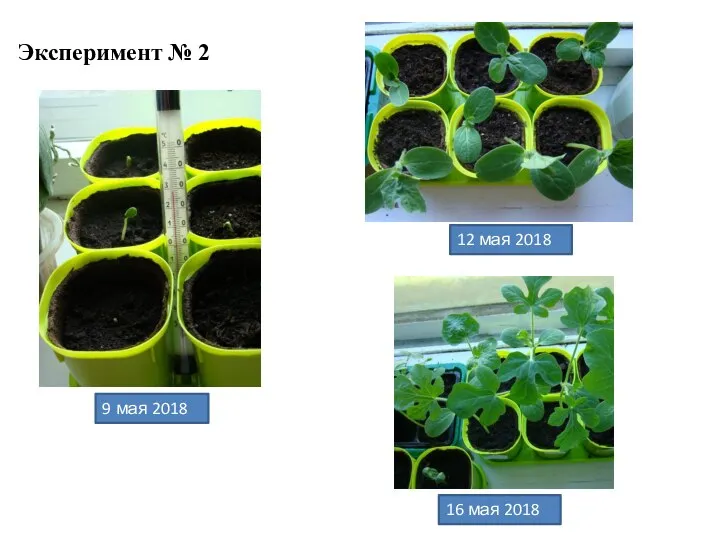 Эксперимент № 2 9 мая 2018 г. 16 мая 2018 г. 12 мая 2018 г.