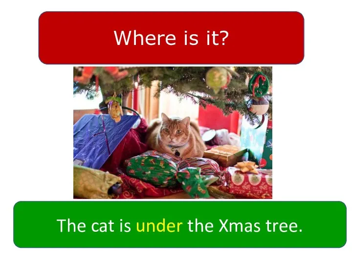Where is it? The cat is under the Xmas tree.