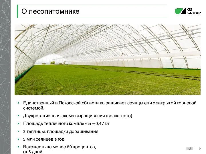 Единственный в Псковской области выращивает сеянцы ели с закрытой корневой системой. Двухротационная