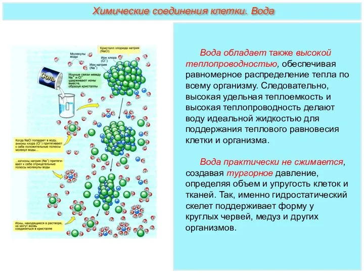 Вода обладает также высокой теплопроводностью, обеспечивая равномерное распределение тепла по всему организму.