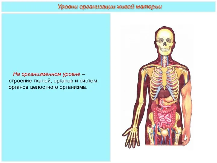 На организменном уровне – строение тканей, органов и систем органов целостного организма. Уровни организации живой материи